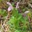  Paul Fabre - Pedicularis sylvatica L. [1753]