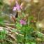  Paul Fabre - Pedicularis sylvatica L. [1753]