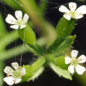  - Anthriscus caucalis var. gymnocarpa (Moris) Cannon