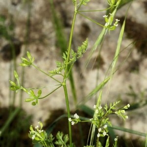  - Anthriscus caucalis var. gymnocarpa (Moris) Cannon