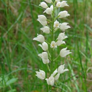 Photographie n°100178 du taxon Cephalanthera longifolia (L.) Fritsch [1888]