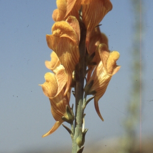 Linaria ventricosa Coss. & Bal.