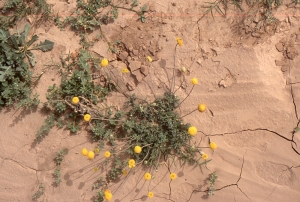 Liliane Roubaudi, le 18 mars 2005 (Maroc)