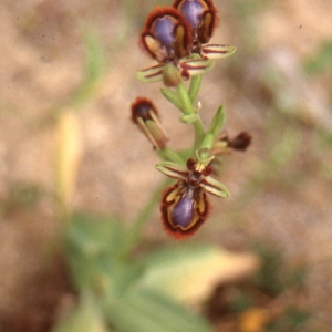 Ophrys speculum Link