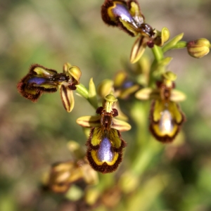 Photographie n°100210 du taxon Ophrys speculum Link [1799]