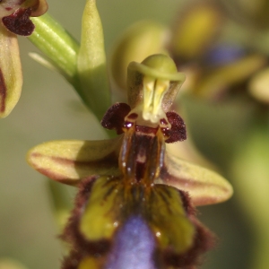 Photographie n°100211 du taxon Ophrys speculum Link [1799]