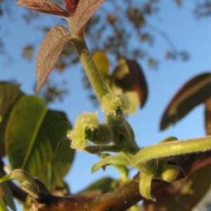 Photographie n°100250 du taxon Juglans L. [1753]