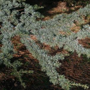 Photographie n°100276 du taxon Pinus cedrus L. [1753]