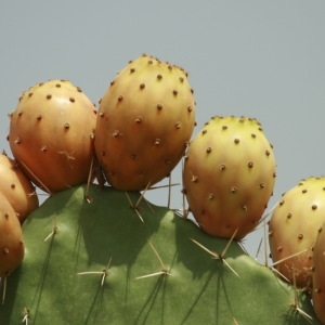 Photographie n°100402 du taxon Opuntia ficus-indica (L.) Mill. [1768]