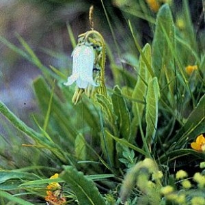 Photographie n°100476 du taxon Campanula barbata L. [1759]