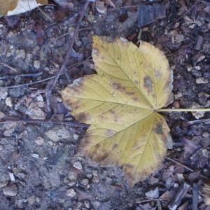 Photographie n°100479 du taxon Acer pseudoplatanus L. [1753]