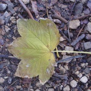 Photographie n°100481 du taxon Acer pseudoplatanus L. [1753]