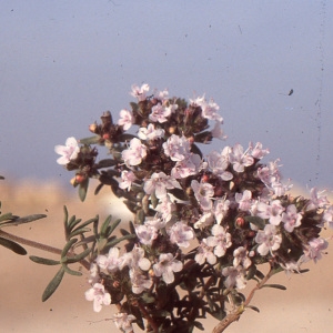 Photographie n°100494 du taxon Thymus hirtus subsp. algeriensis (Boiss. & Reut.) Murb.