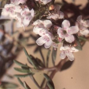  - Thymus hirtus subsp. algeriensis (Boiss. & Reut.) Murb.