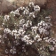  Liliane Roubaudi - Thymus hirtus subsp. algeriensis (Boiss. & Reut.) Murb.