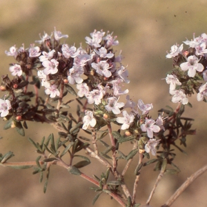  - Thymus hirtus subsp. algeriensis (Boiss. & Reut.) Murb.