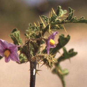 Photographie n°100562 du taxon Solanum linnaeanum Hepper & Jaeger [1986]