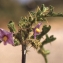  Liliane Roubaudi - Solanum linnaeanum Hepper & Jaeger [1986]