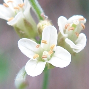 Arabis turrita L. (Arabette tourette)