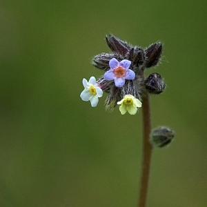 Photographie n°100706 du taxon Myosotis discolor Pers. [1797]