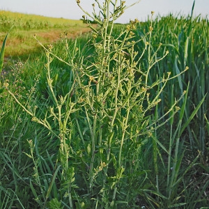 Photographie n°100710 du taxon Sisymbrium officinale (L.) Scop. [1772]