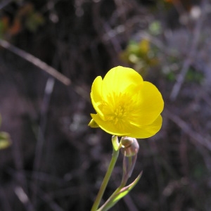 Photographie n°100712 du taxon Ranunculus gramineus L. [1753]