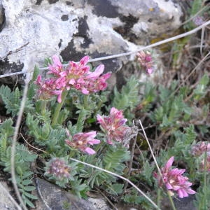 Photographie n°100713 du taxon Anthyllis montana L. [1753]