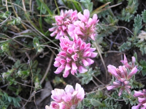 Andrine Faure, le 29 avril 2012 (Blandas (Causse de Blandas))