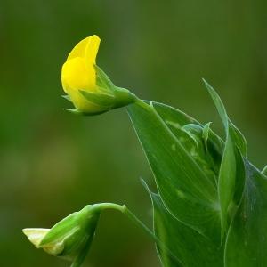 Photographie n°100772 du taxon Lathyrus aphaca L. [1753]