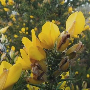 Photographie n°100774 du taxon Ulex europaeus L. [1753]