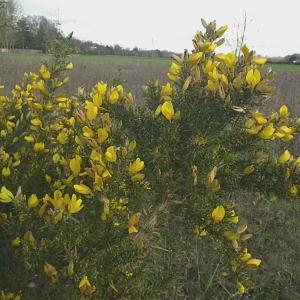 Photographie n°100775 du taxon Ulex europaeus L. [1753]