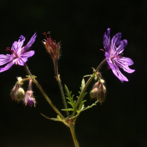  - Geranium malviflorum Boiss. & Reut.