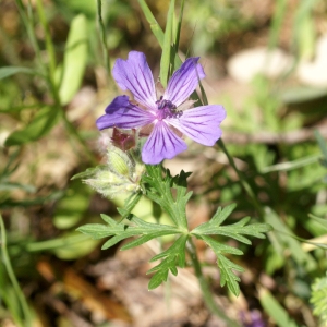  - Geranium malviflorum Boiss. & Reut.