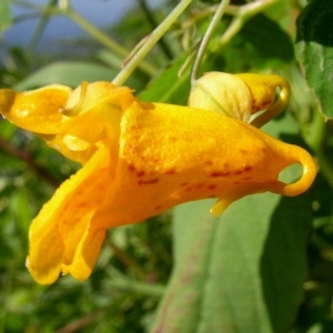  - Impatiens capensis Meerb.