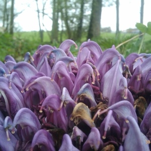 Photographie n°100891 du taxon Lathraea clandestina L. [1753]