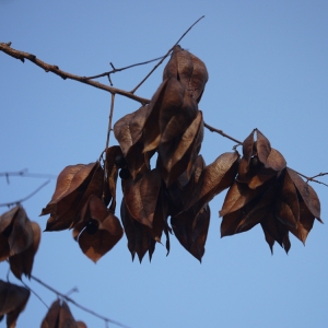 Photographie n°101076 du taxon Koelreuteria paniculata Laxm. [1772]