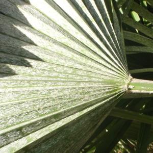 Photographie n°101151 du taxon Chamaerops humilis L. [1753]