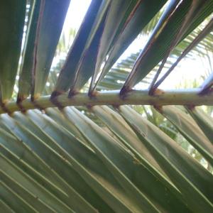 Photographie n°101153 du taxon Phoenix canariensis hort. ex Chabaud [1882]