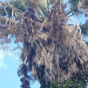 Photographie n°101157 du taxon Phoenix canariensis hort. ex Chabaud [1882]