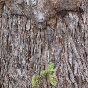 Photographie n°101165 du taxon Phoenix canariensis hort. ex Chabaud [1882]