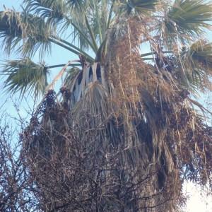 Photographie n°101166 du taxon Phoenix canariensis hort. ex Chabaud [1882]