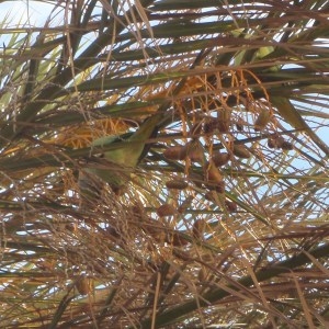 Photographie n°101174 du taxon Phoenix dactylifera L. [1753]