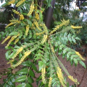 Photographie n°101204 du taxon Mahonia Nutt. [1818]