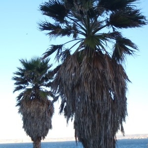 Photographie n°101228 du taxon Washingtonia robusta H.Wendl. [1883]