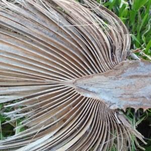 Photographie n°101231 du taxon Washingtonia robusta H.Wendl. [1883]