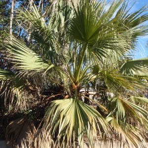 Photographie n°101333 du taxon Washingtonia filifera (Linden ex André) H.Wendl. ex de Bary [1879]