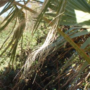 Photographie n°101338 du taxon Washingtonia filifera (Linden ex André) H.Wendl. ex de Bary [1879]