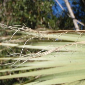 Photographie n°101339 du taxon Washingtonia filifera (Linden ex André) H.Wendl. ex de Bary [1879]