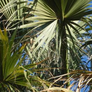 Photographie n°101340 du taxon Washingtonia filifera (Linden ex André) H.Wendl. ex de Bary [1879]