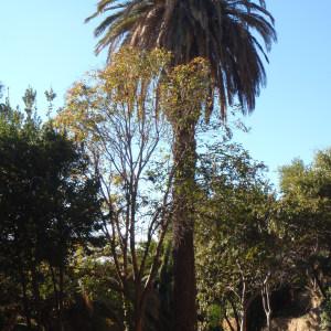 Photographie n°101375 du taxon Phoenix canariensis hort. ex Chabaud [1882]